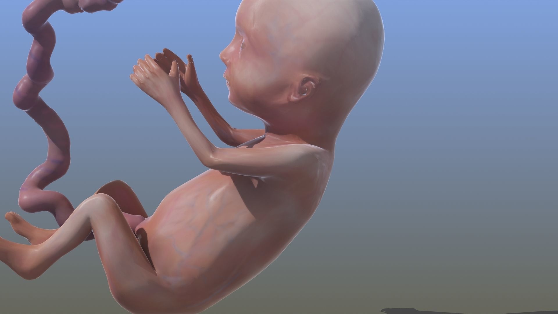 Human Fetus 3D model_20