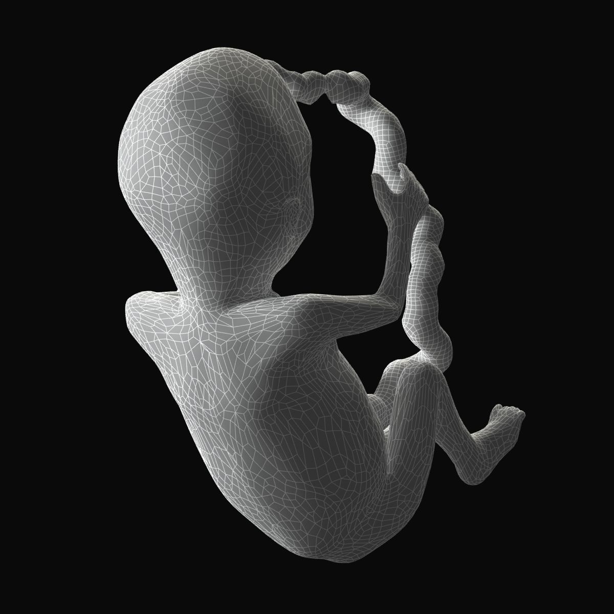 Human Fetus 3D model_52