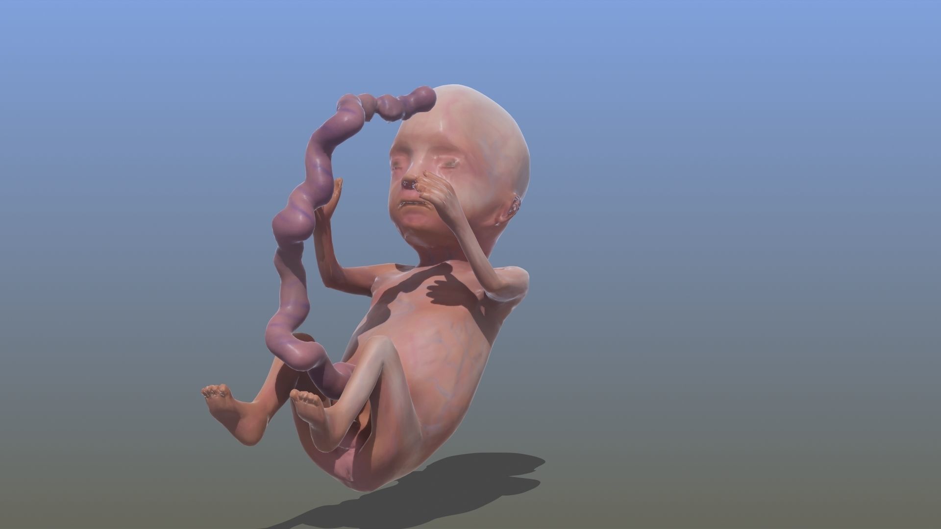 Human Fetus 3D model_6