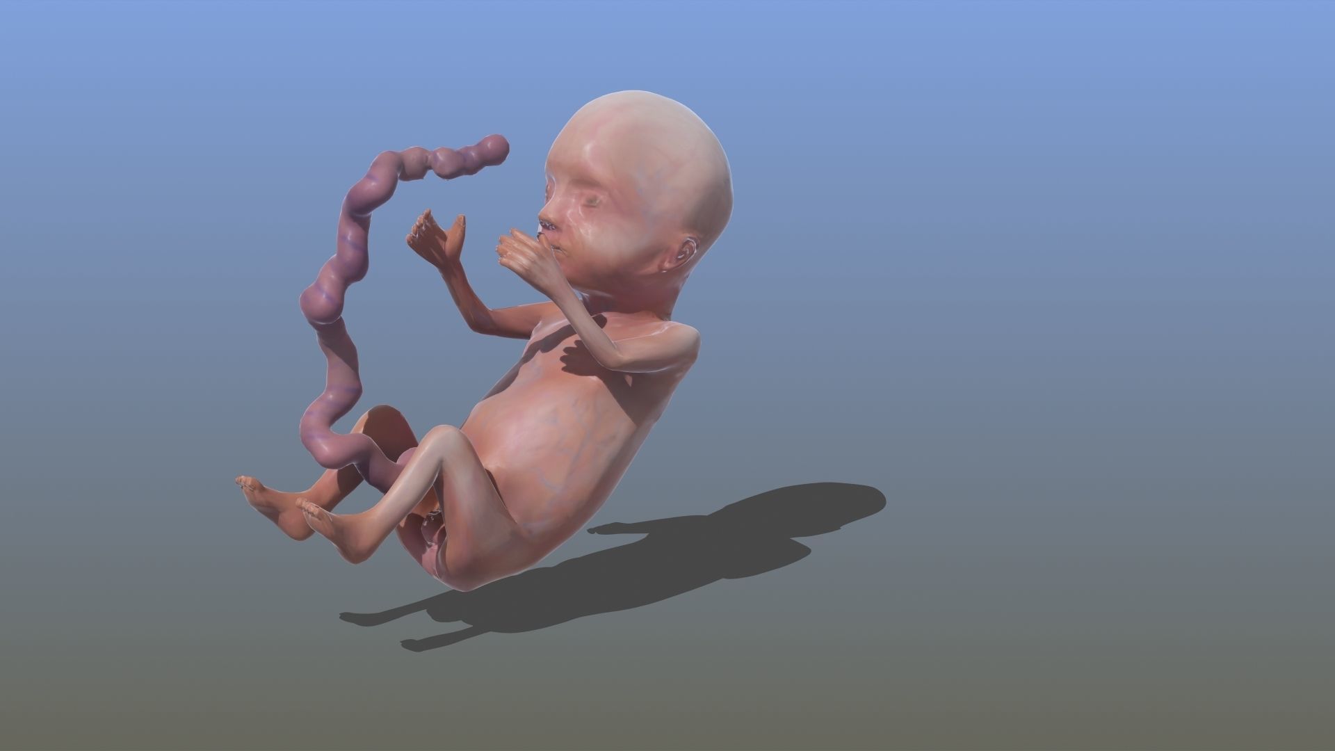 Human Fetus 3D model_17