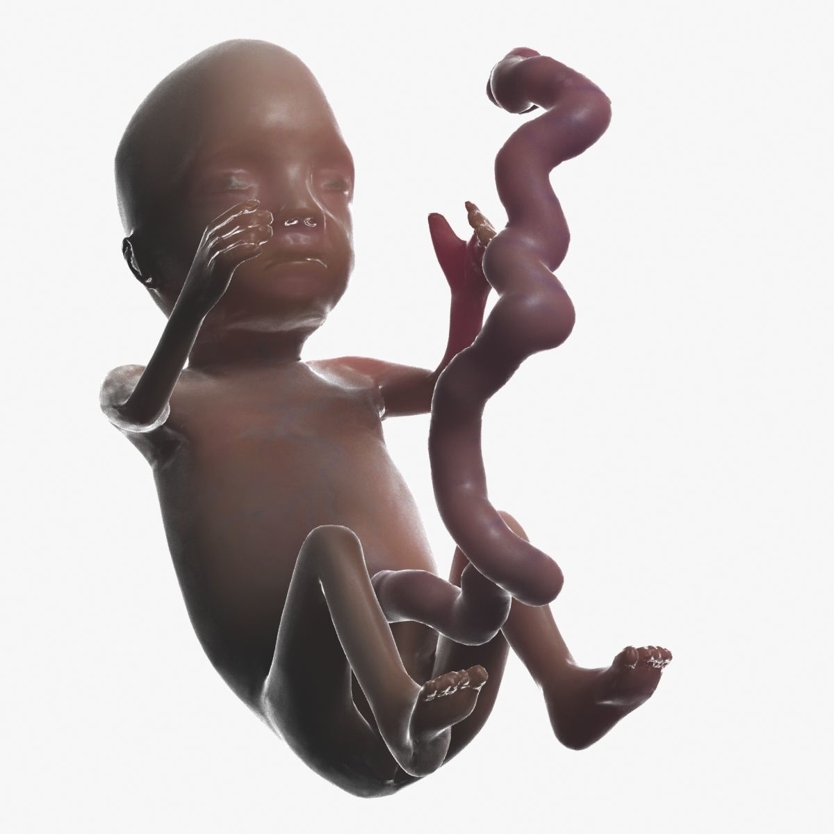 Human Fetus 3D model_47