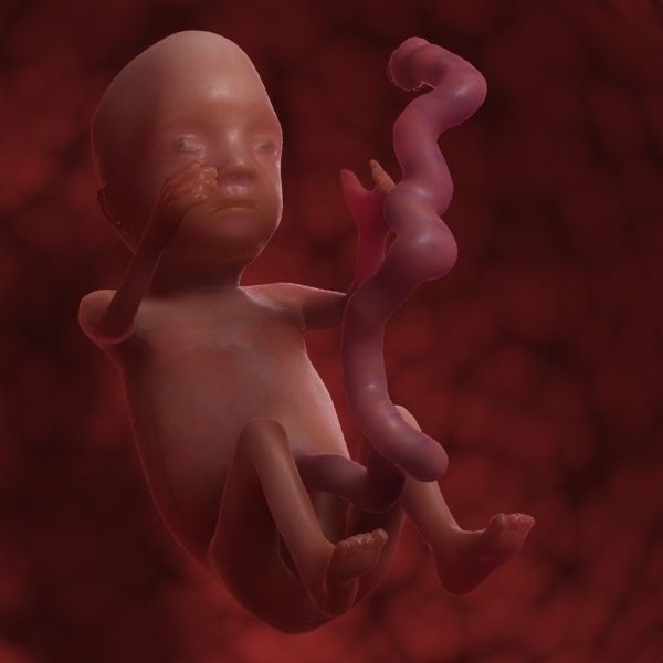 Human Fetus 3D model_1