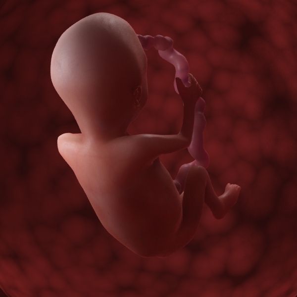 Human Fetus 3D model_53