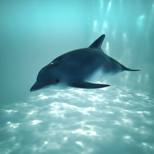 dolphin Low-poly 3D model swimming in aquarium Low-poly 3D model