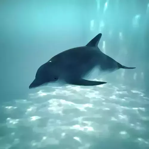 dolphin Low-poly 3D model swimming in aquarium Low-poly 3D model