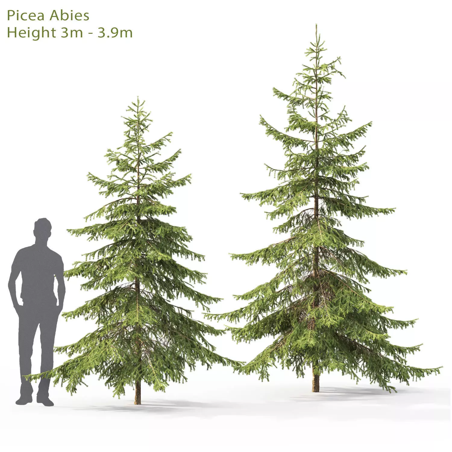 Picea 04 3D model