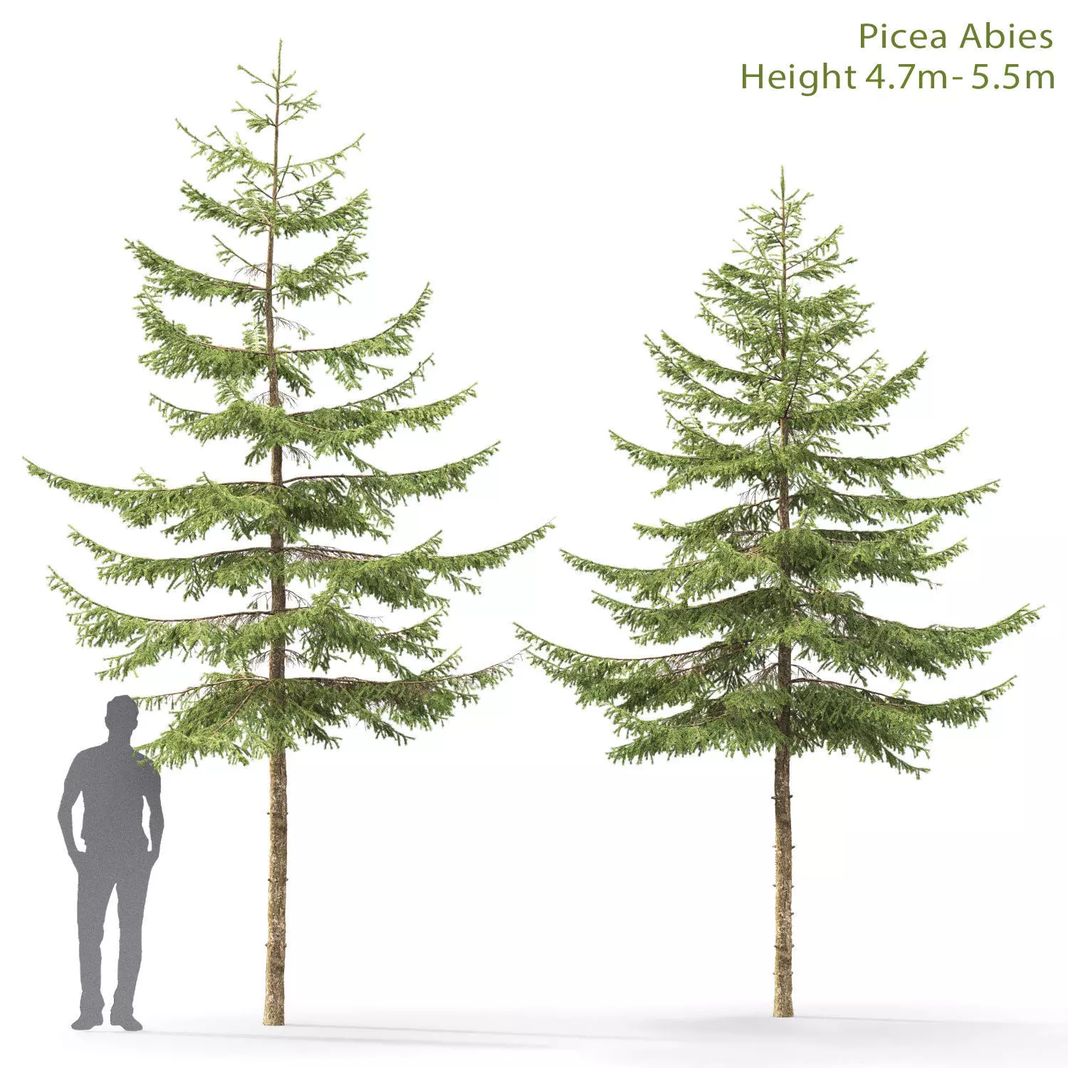 Picea 05 3D model