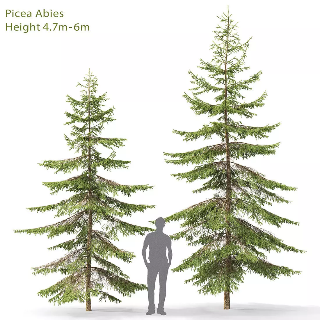 Picea 06 3D model