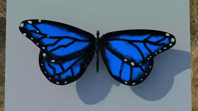 Butterfly