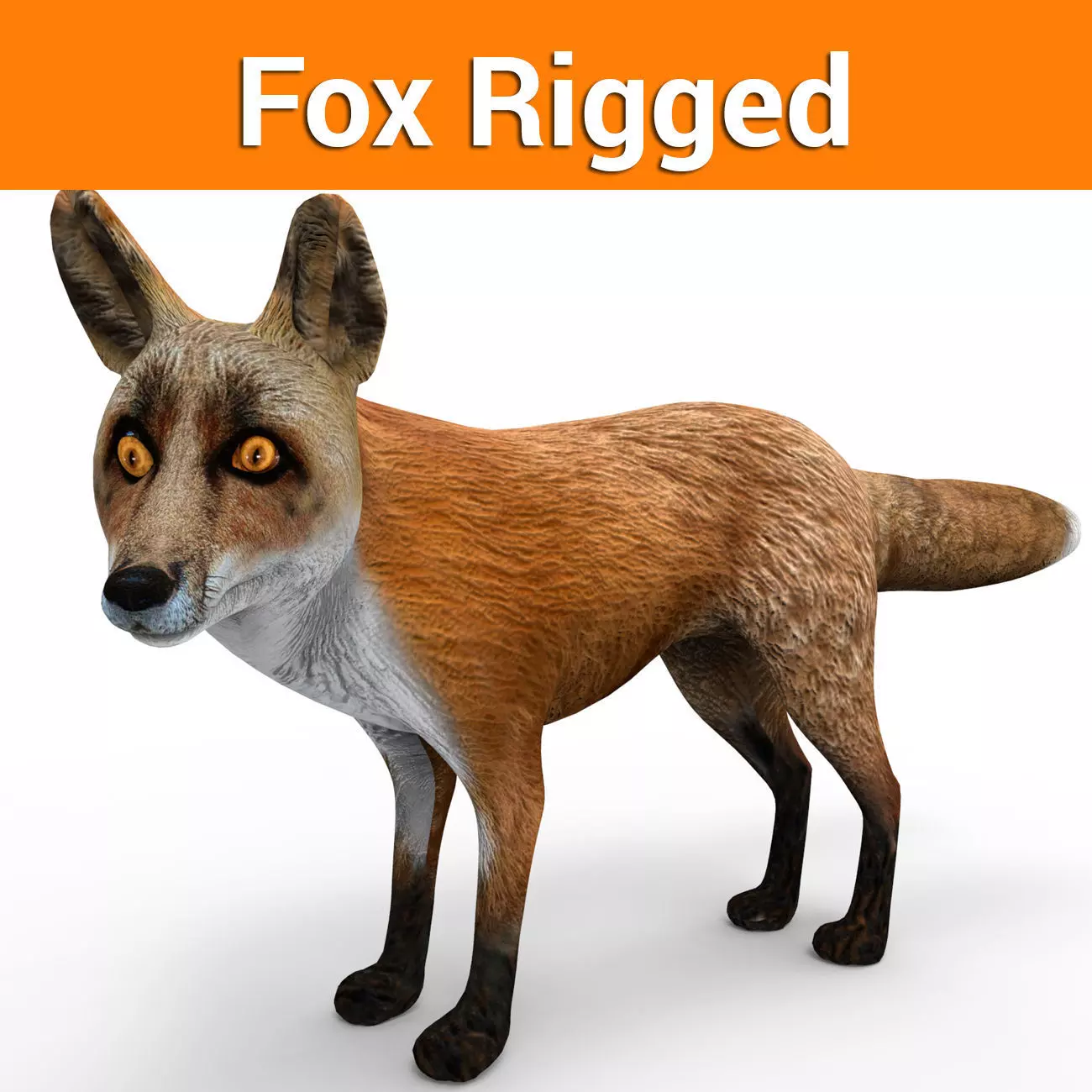 3D Fox rigged Model Low-poly 3D model_0