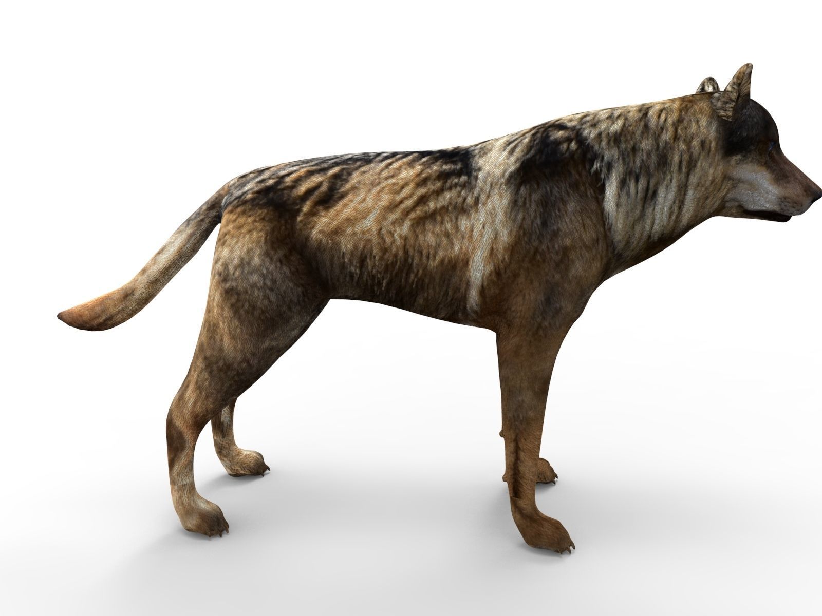 Fox rigged 3D Models low poly model Low-poly 3D model_6