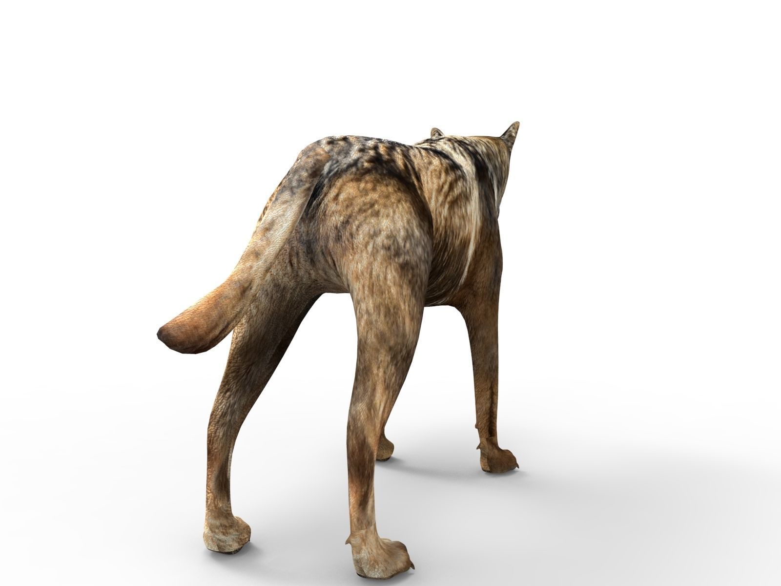 Fox rigged 3D Models low poly model Low-poly 3D model_9