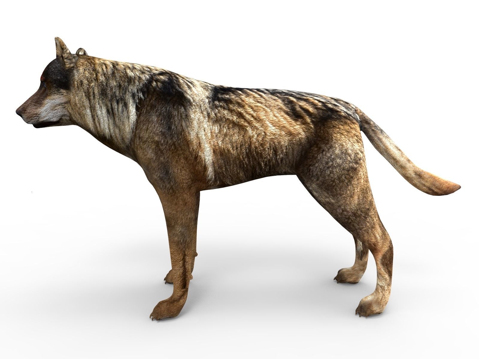 Fox rigged 3D Models low poly model Low-poly 3D model_10