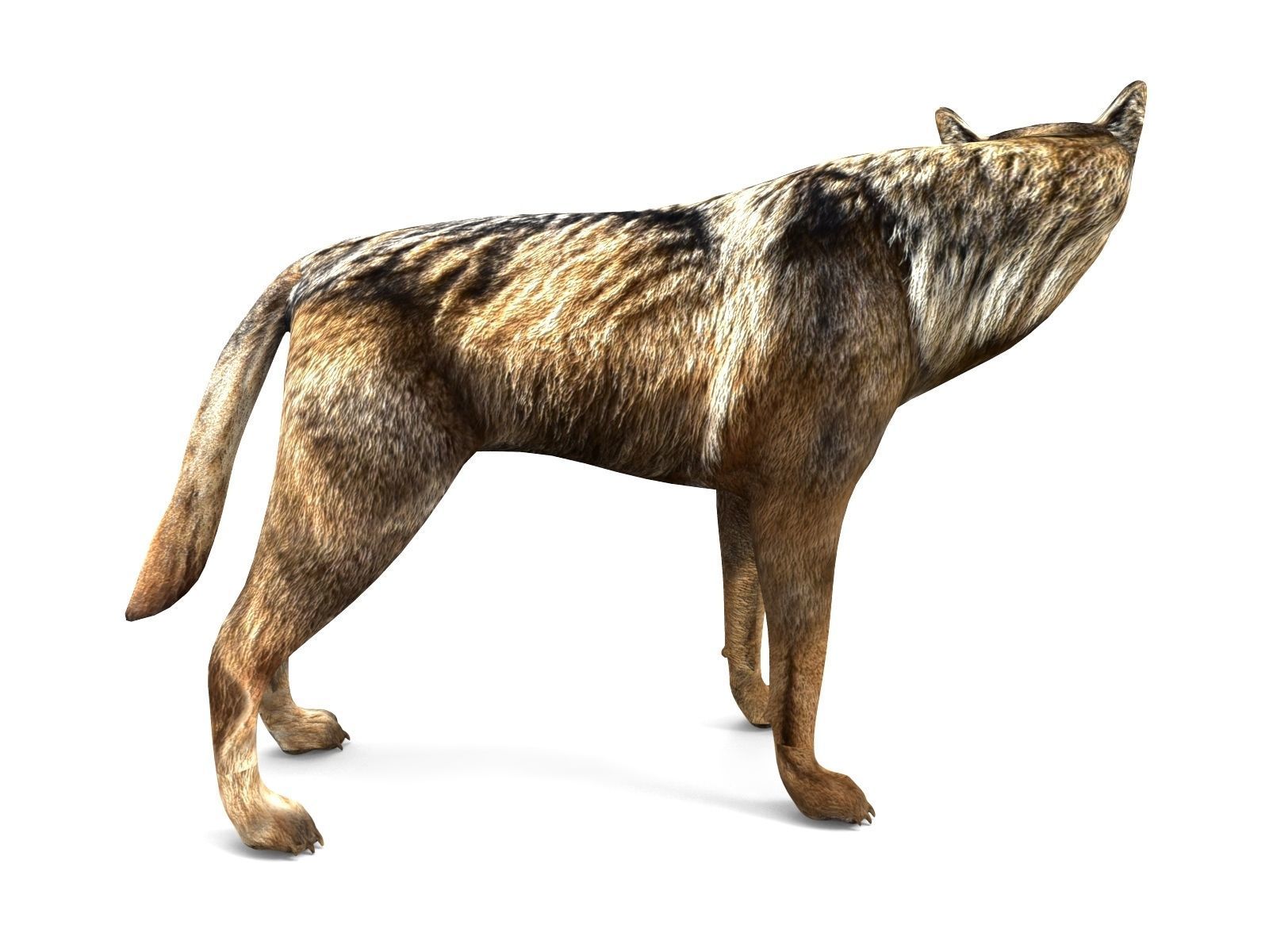 Fox rigged 3D Models low poly model Low-poly 3D model_4