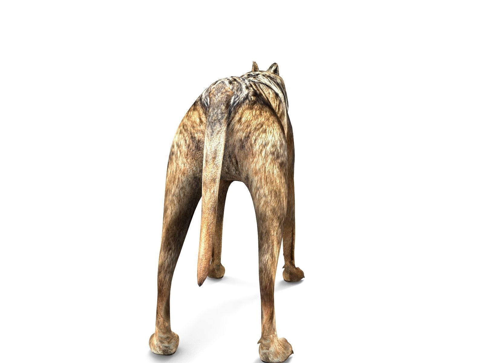 Fox rigged 3D Models low poly model Low-poly 3D model_13