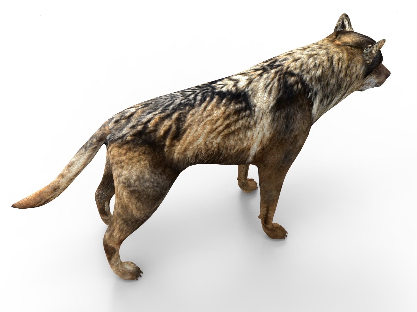 Fox rigged 3D Models low poly model Low-poly 3D model_8