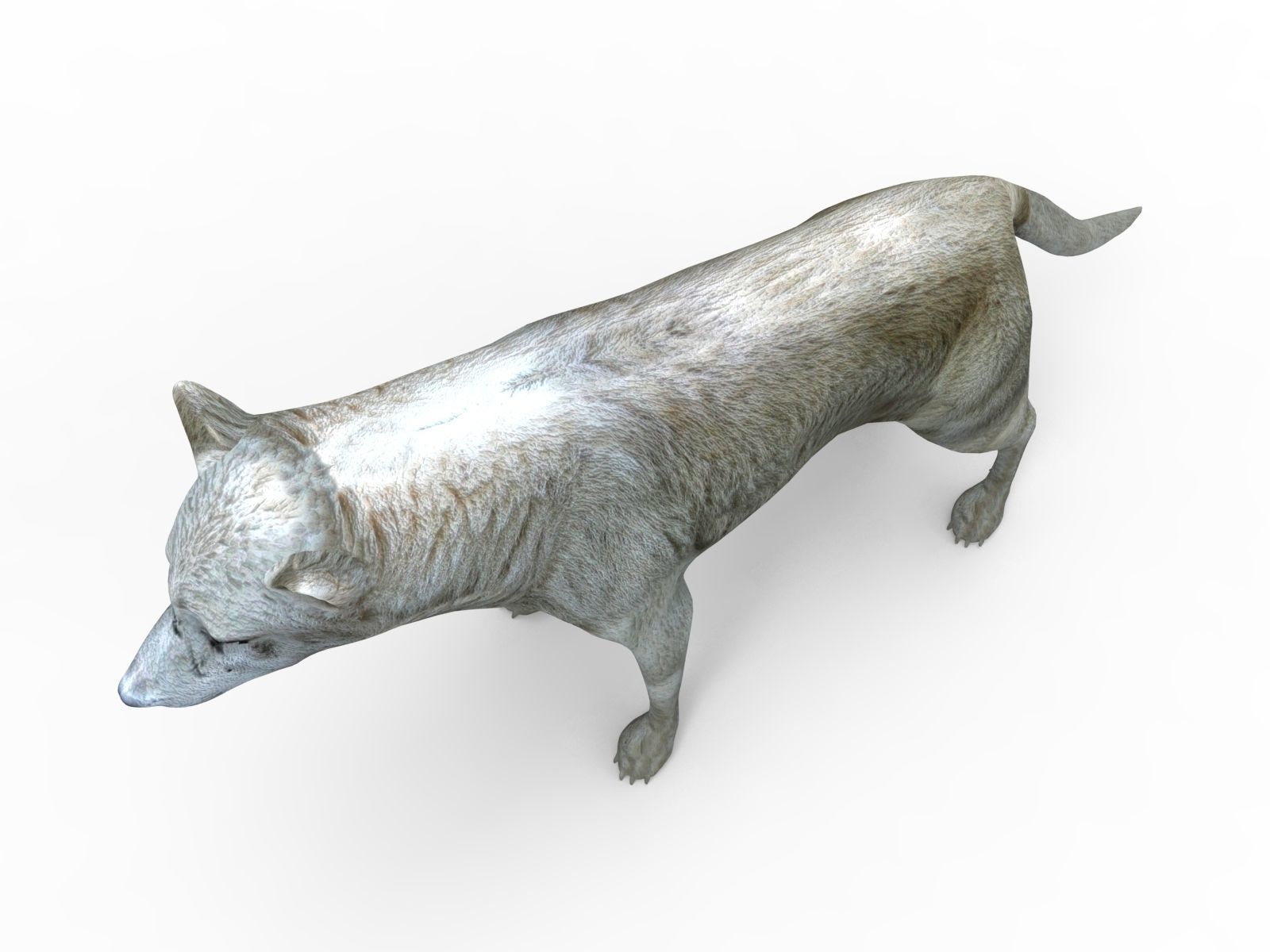 White Fox rigged 3D Models  Low-poly 3D model_4