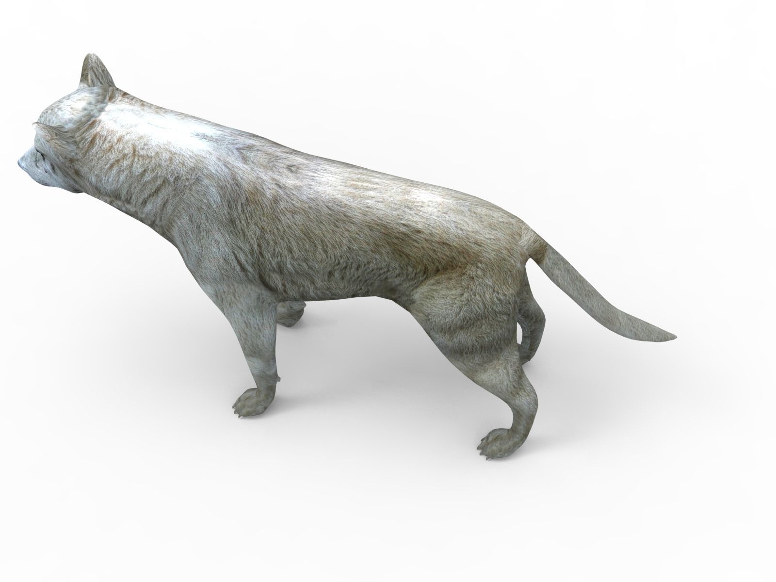 White Fox rigged 3D Models  Low-poly 3D model_9