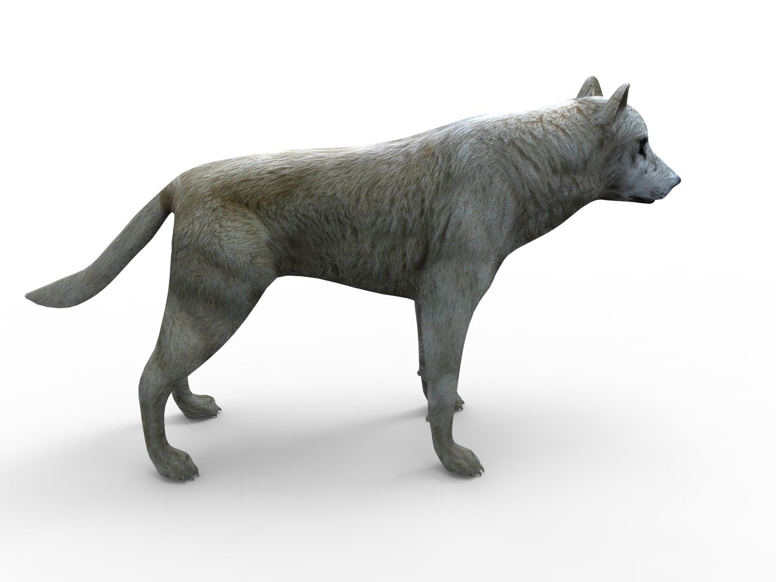White Fox rigged 3D Models  Low-poly 3D model_5