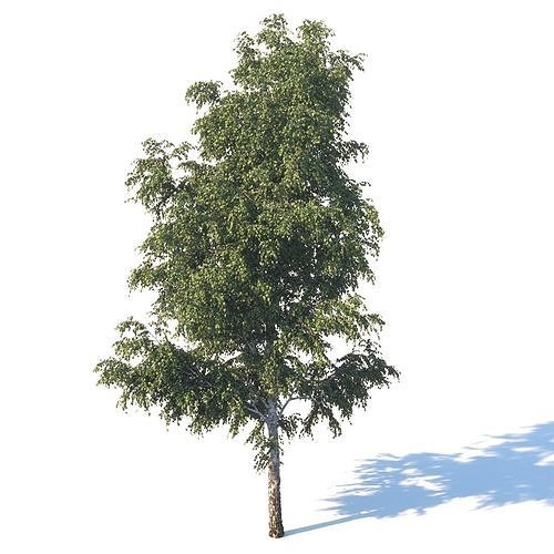 Summer white birch 18 meters 3D model
