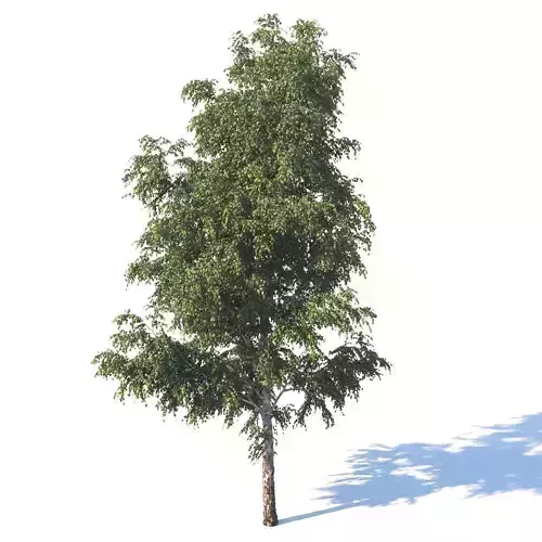 Summer white birch 18 meters 3D model
