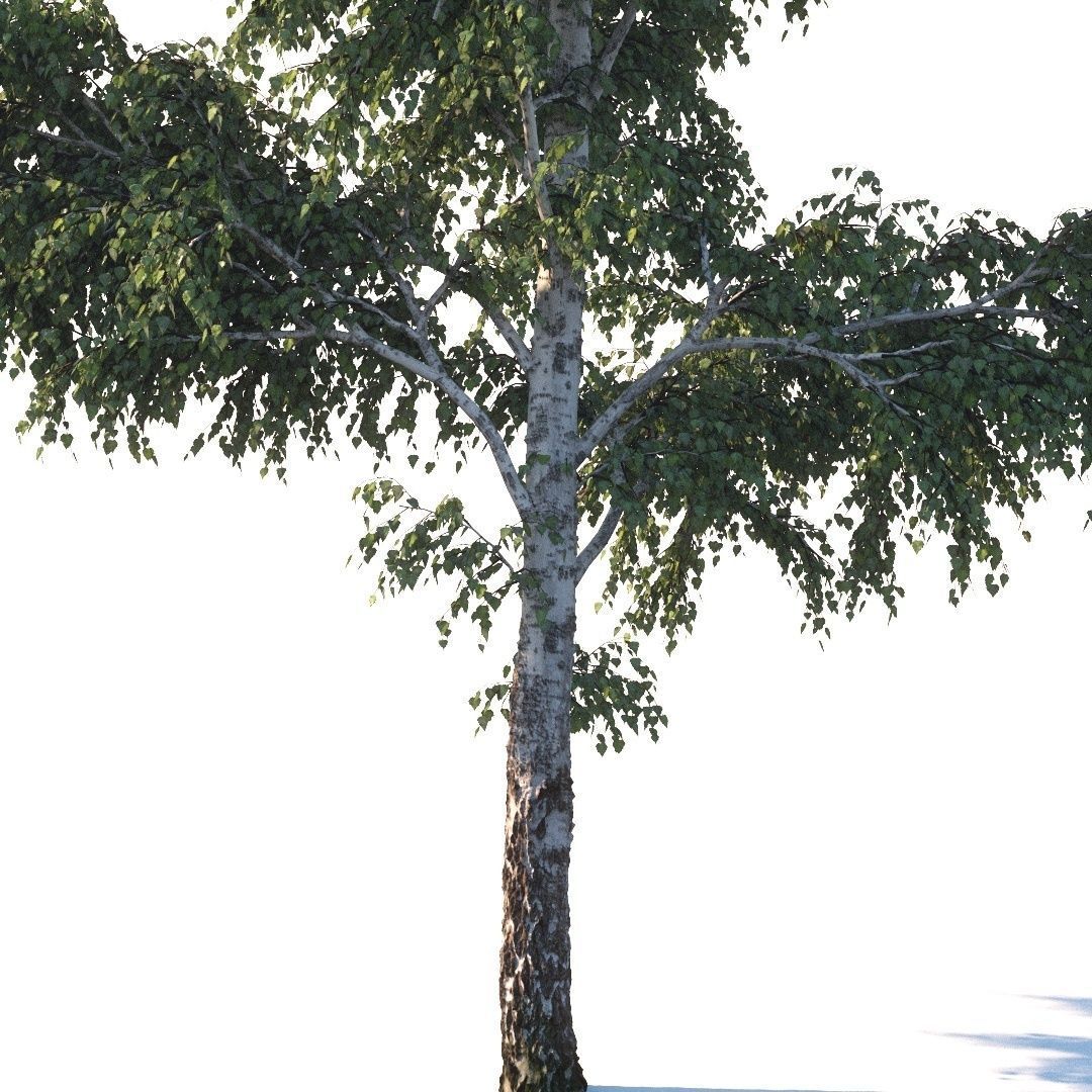 Summer white birch 18 meters 3D model_4