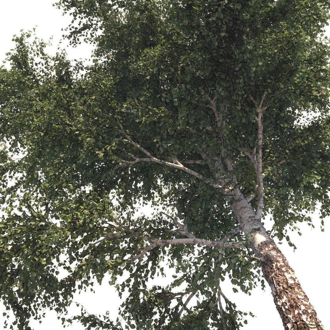 Summer white birch 18 meters 3D model_3