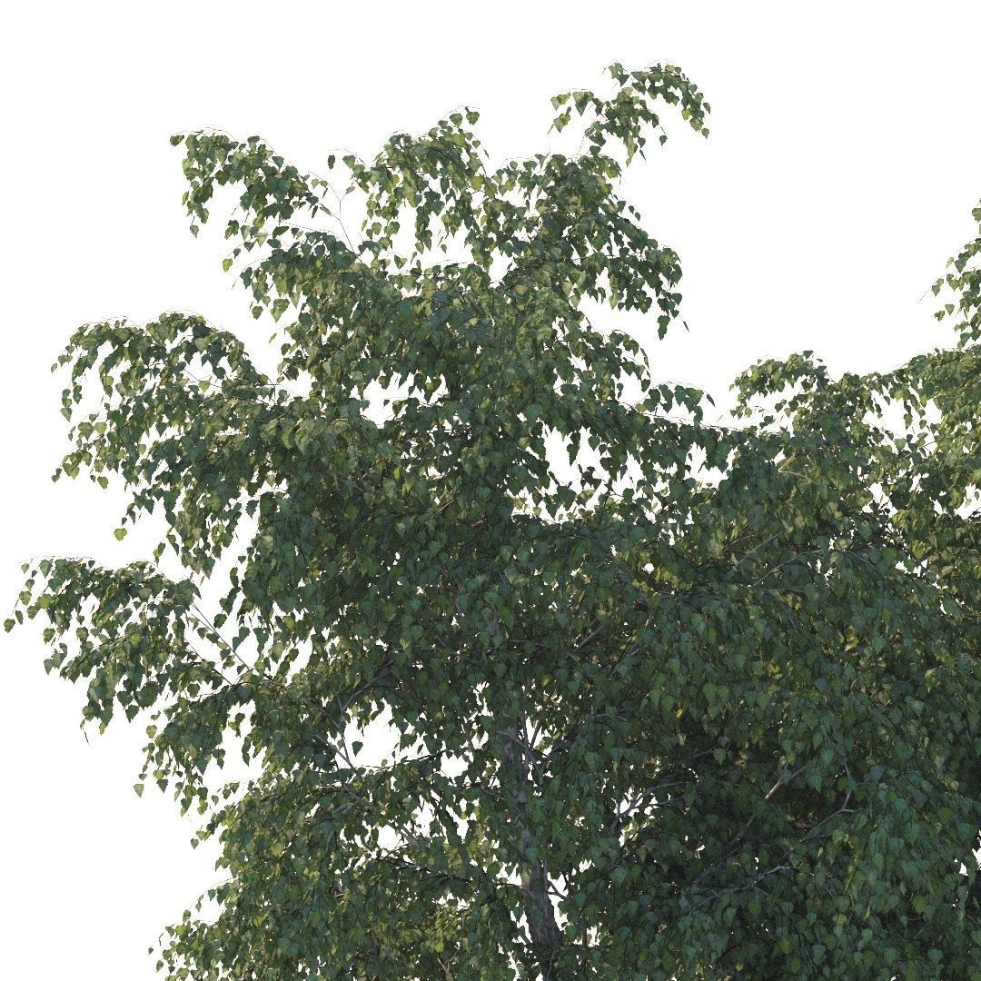 Summer white birch 18 meters 3D model_7