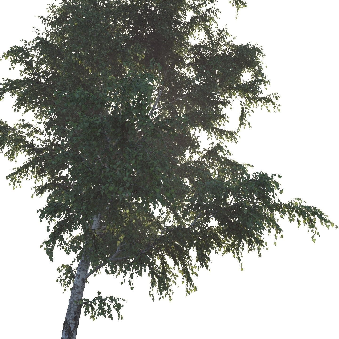 Summer white birch 18 meters 3D model_8