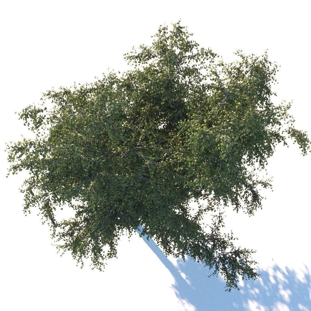 Summer white birch 18 meters 3D model_6