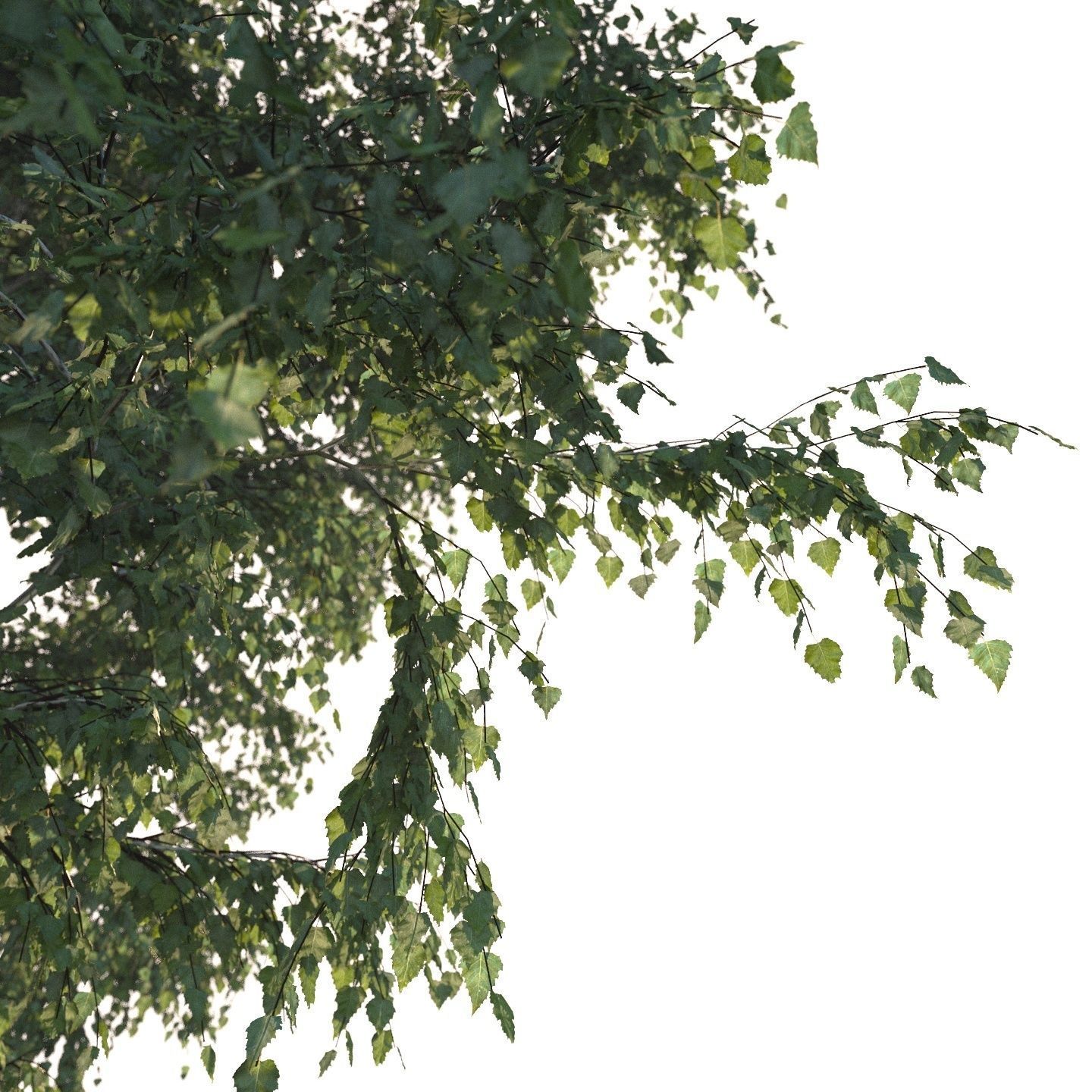 Summer white birch 18 meters 3D model_5
