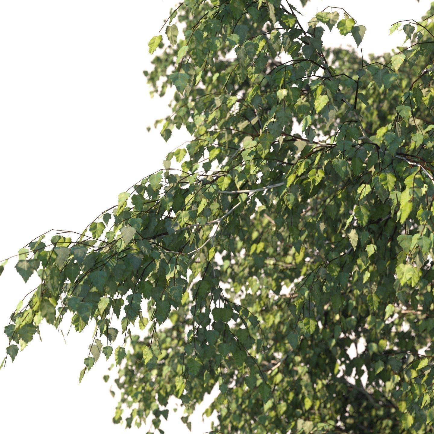 Summer white birch 18 meters 3D model_2