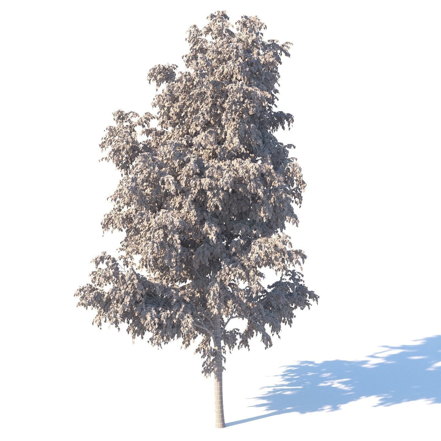 Summer white birch 18 meters 3D model_9
