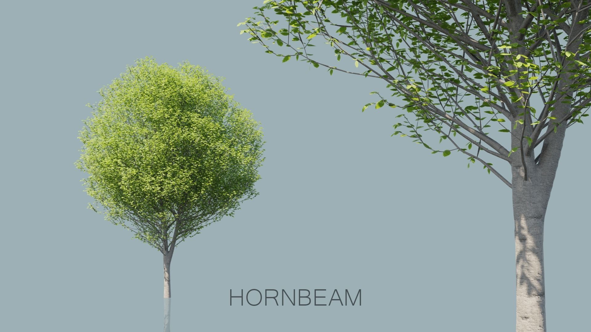 Real Trees Pack 3D Model Collection_8