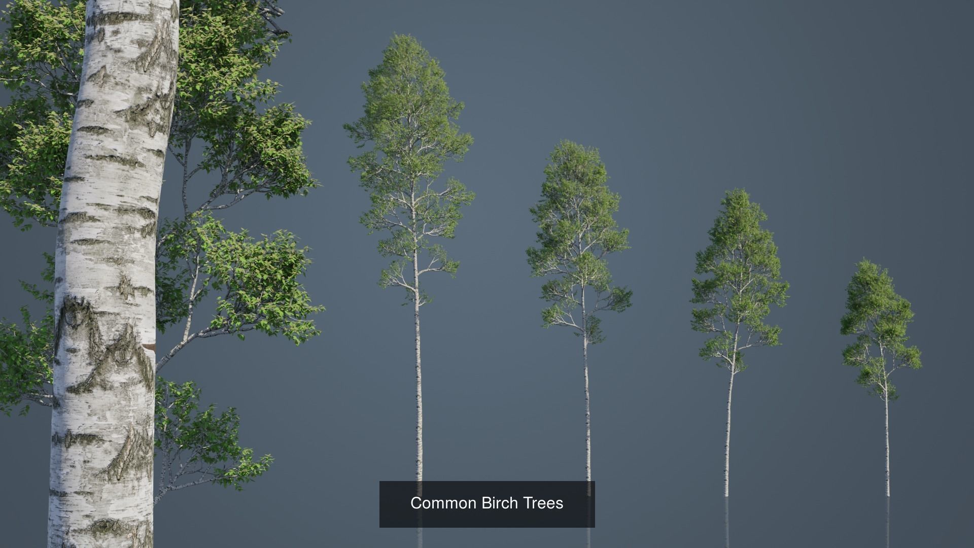 Real Trees Pack 3D Model Collection_2