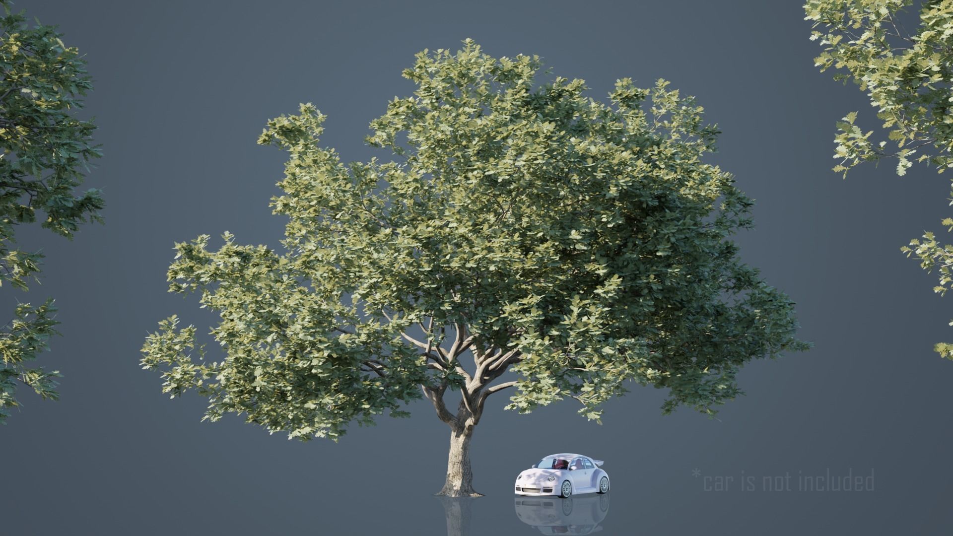 Real Trees Pack 3D Model Collection_19
