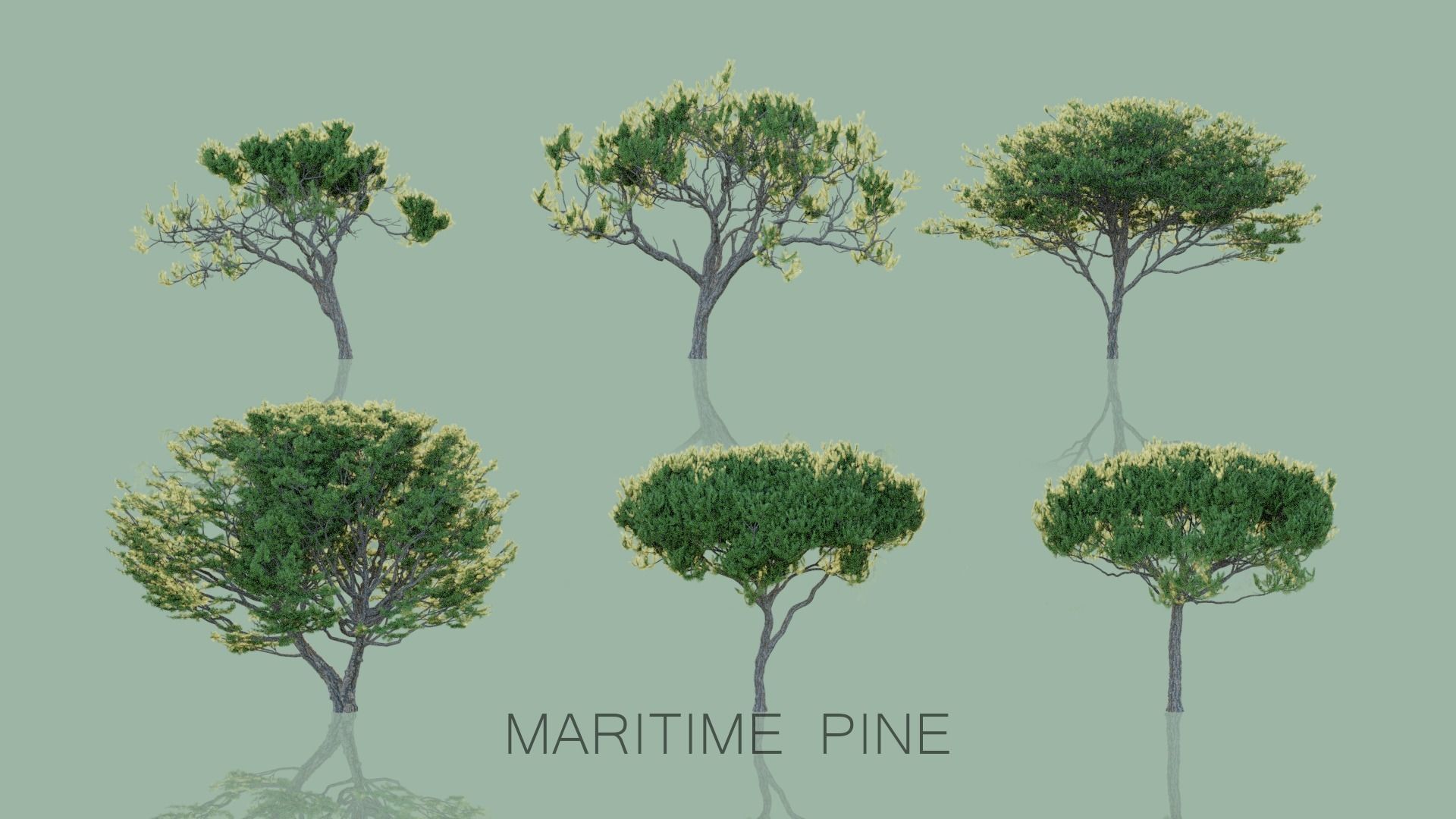 Real Trees Pack 3D Model Collection_3