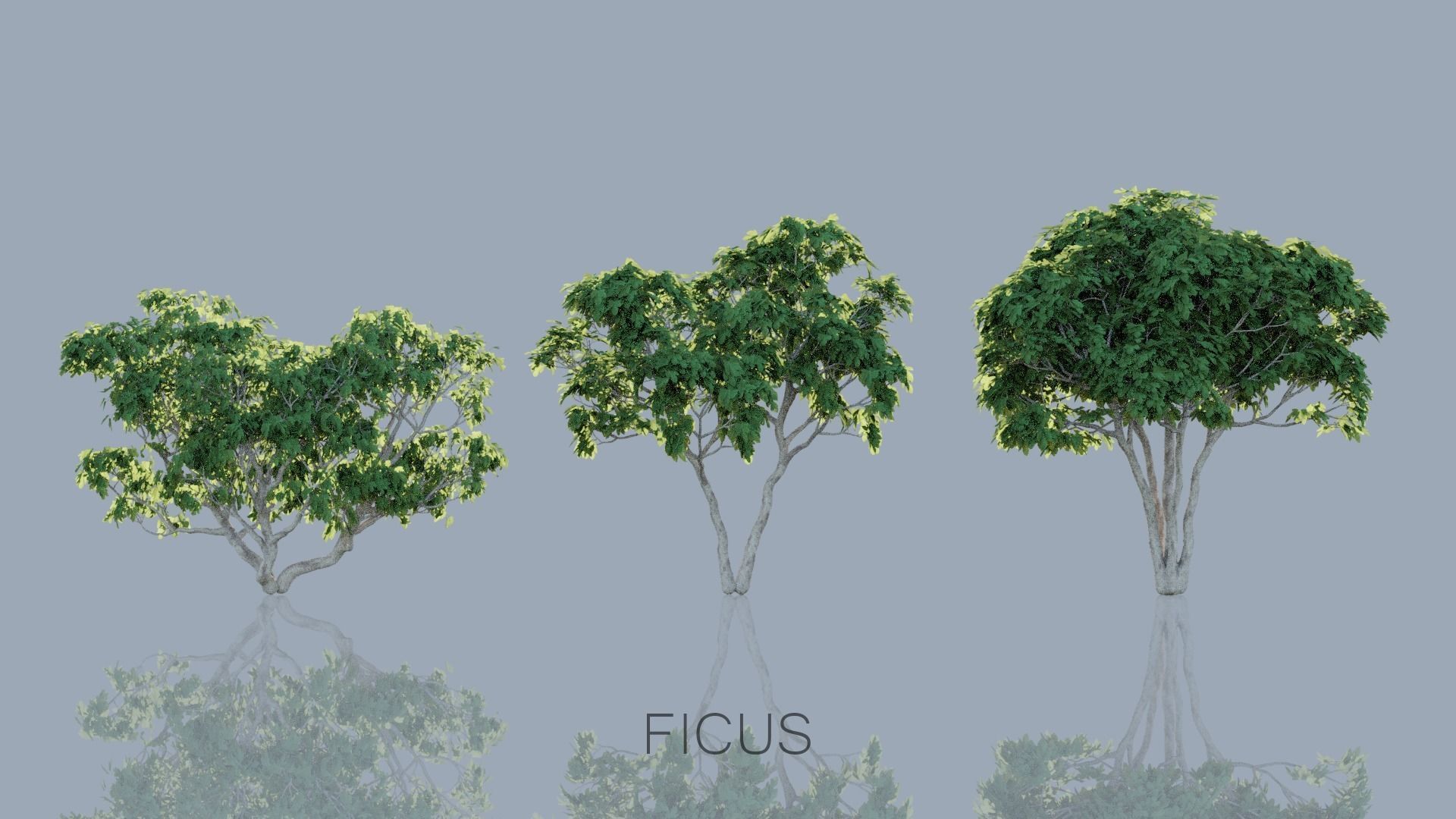 Real Trees Pack 3D Model Collection_7