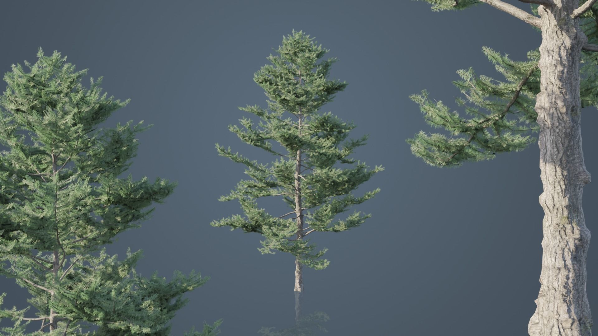 Real Trees Pack 3D Model Collection_26