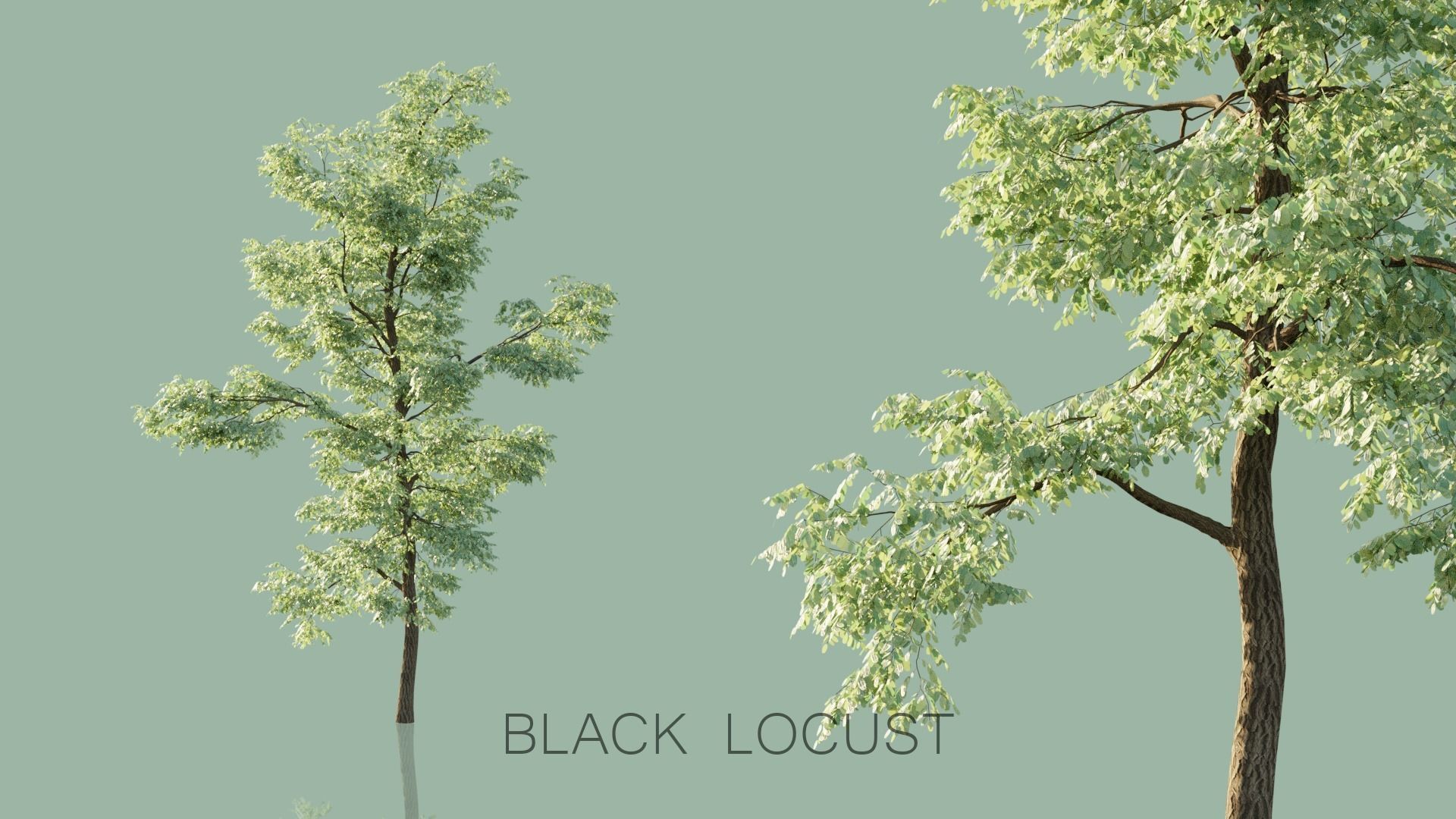 Real Trees Pack 3D Model Collection_4