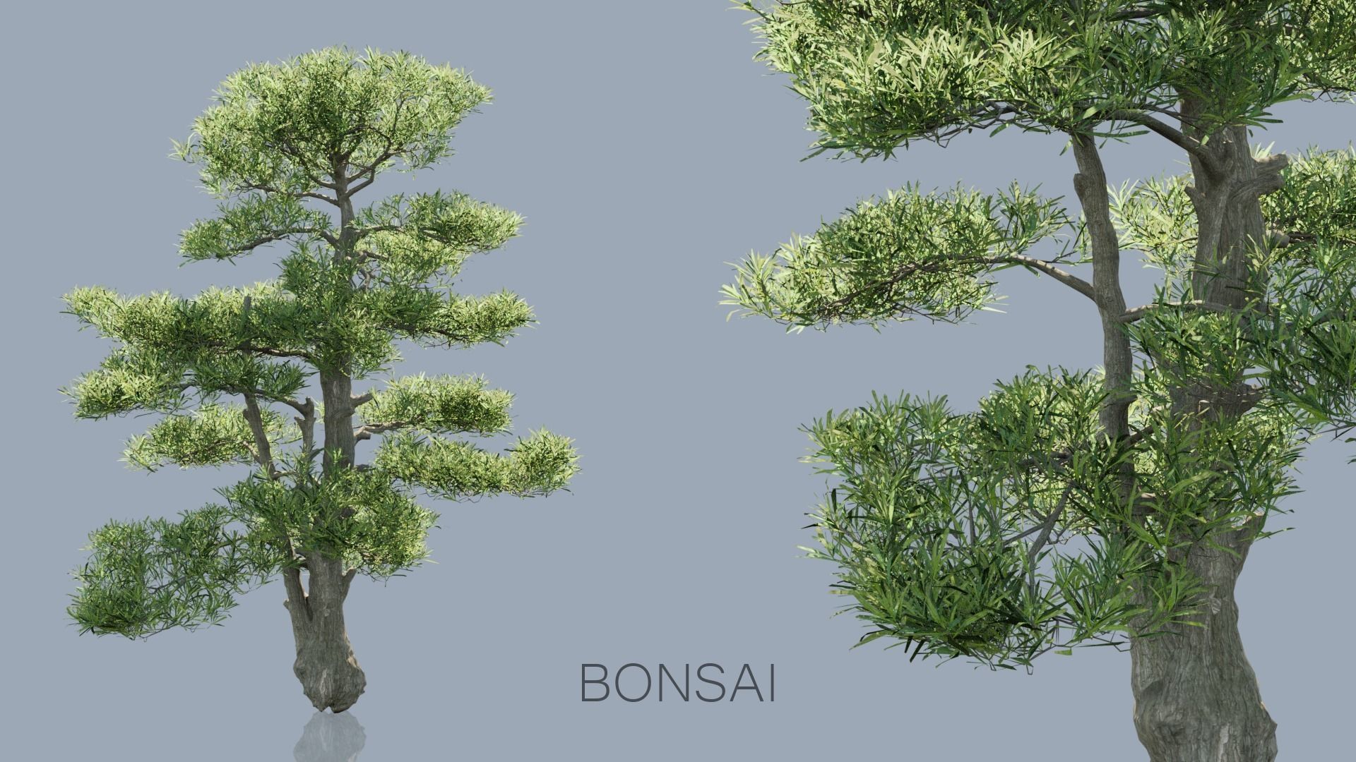 Real Trees Pack 3D Model Collection_10