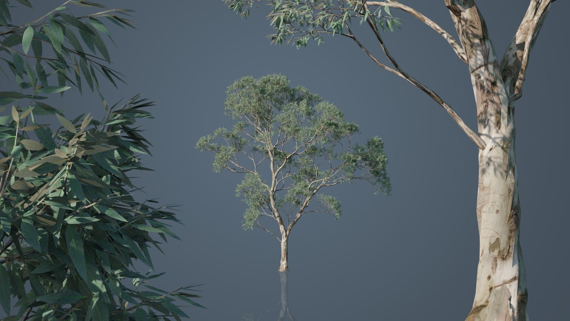 Real Trees Pack 3D Model Collection_22