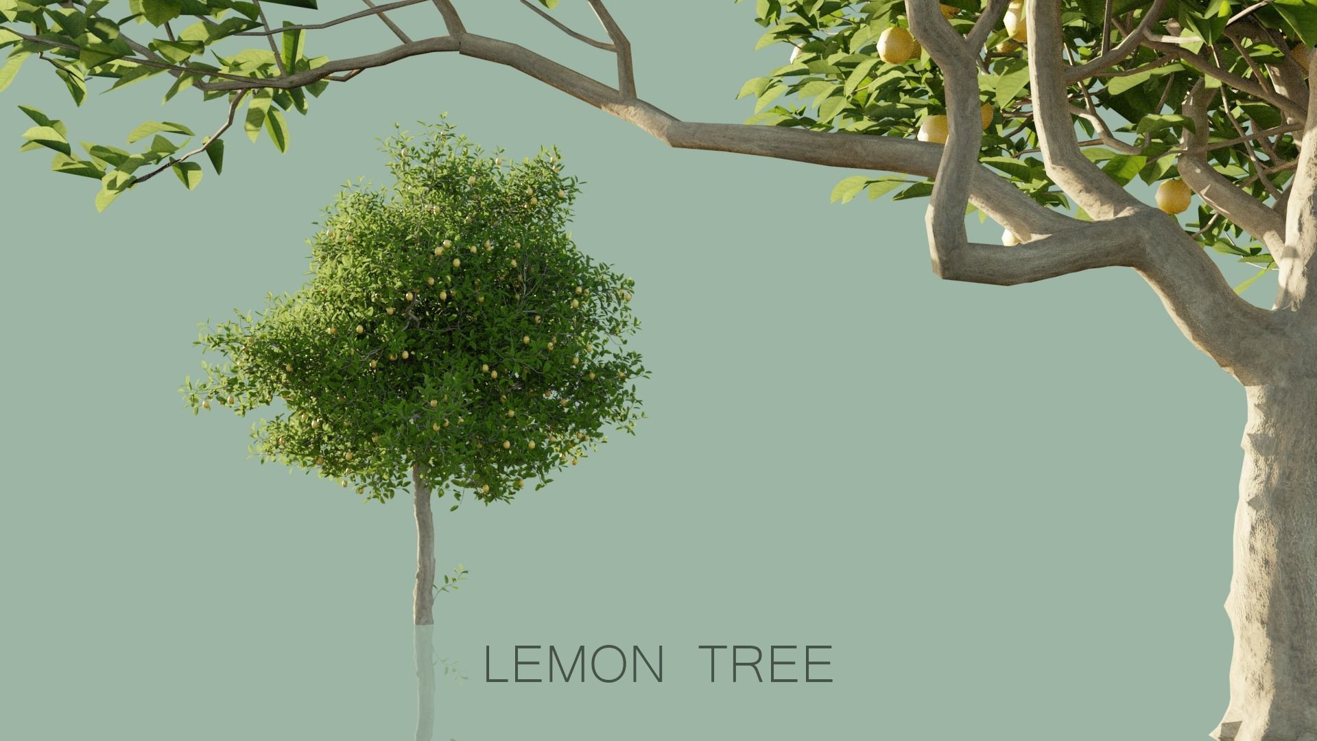Real Trees Pack 3D Model Collection_12