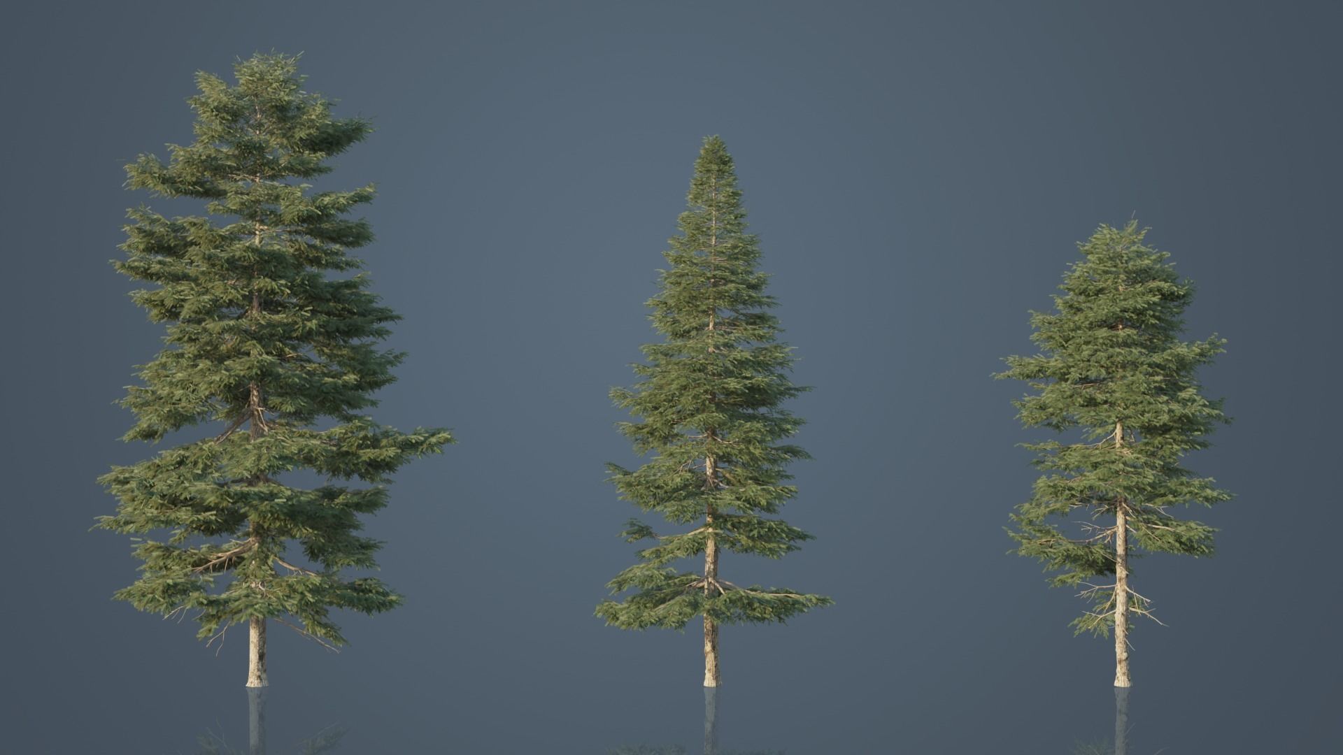 Real Trees Pack 3D Model Collection_27