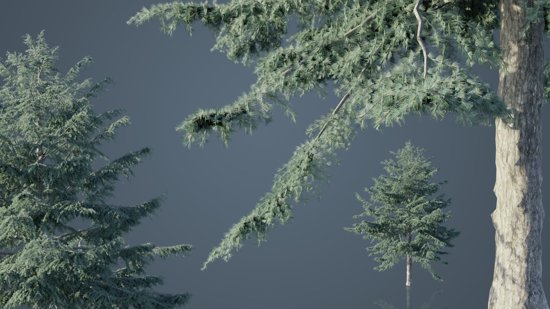 Real Trees Pack 3D Model Collection_24