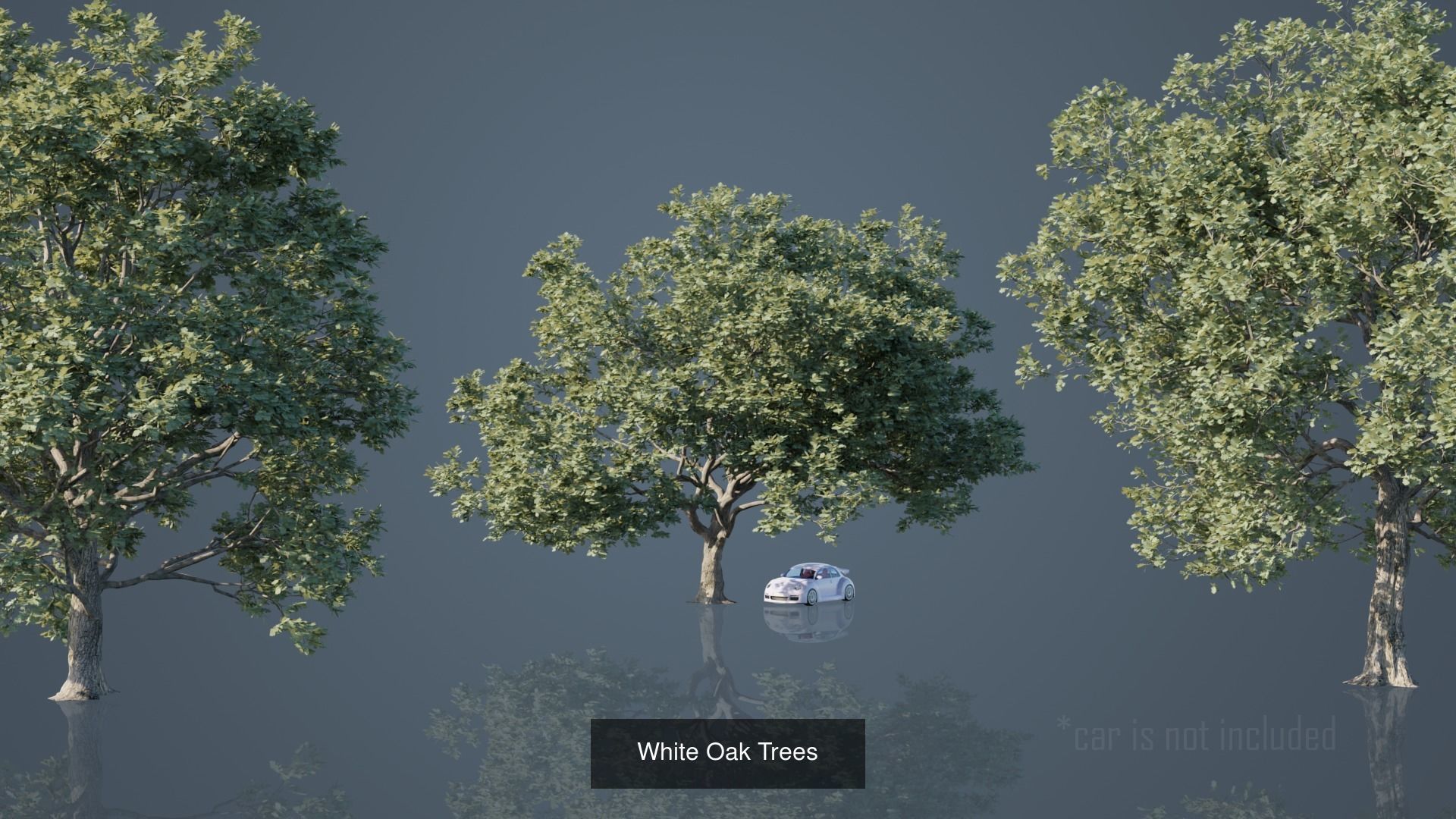 Real Trees Pack 3D Model Collection_18