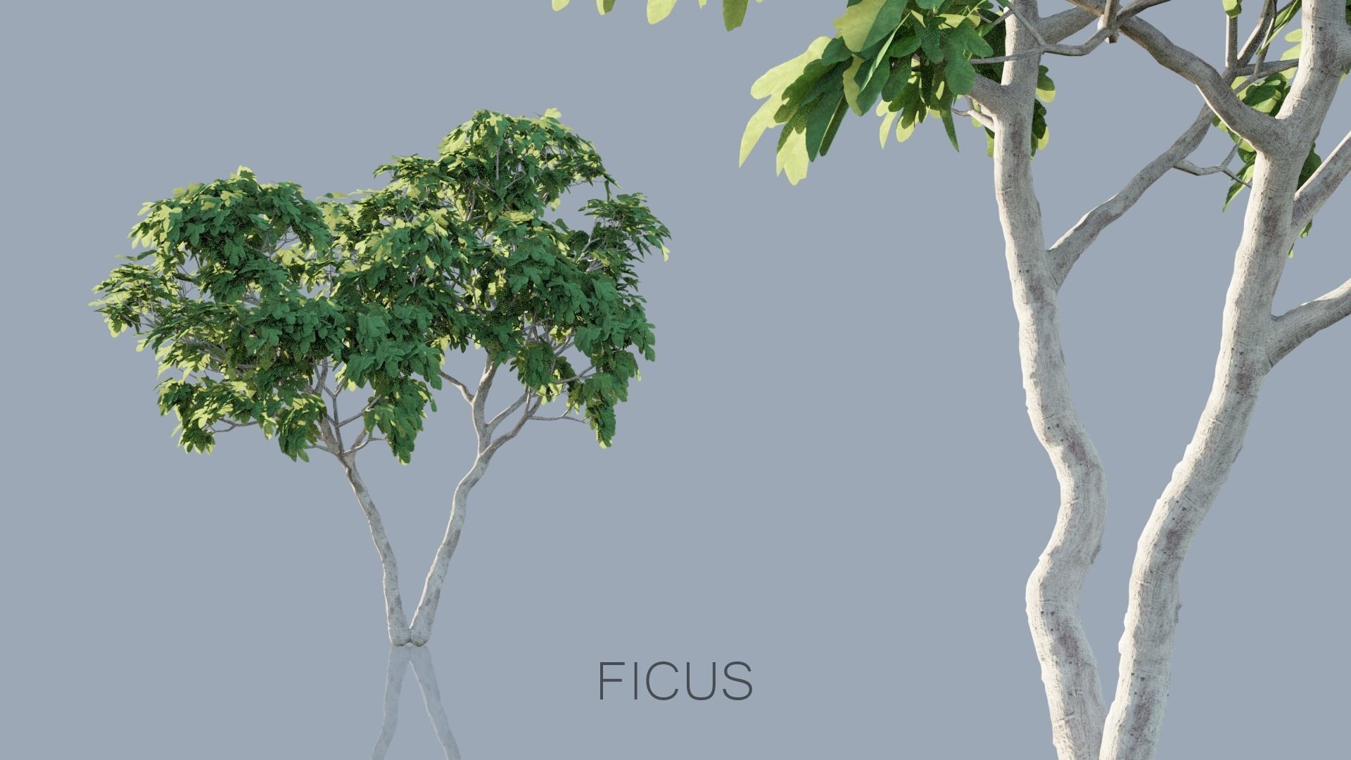 Real Trees Pack 3D Model Collection_6