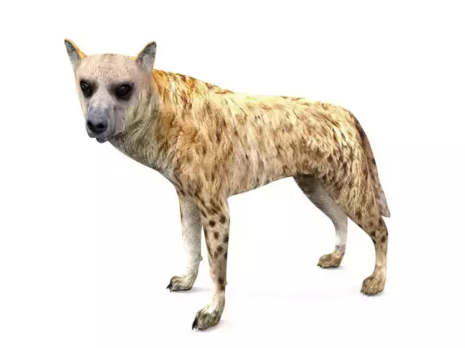 3D wild Hyena Rigged  Low-poly 3D model