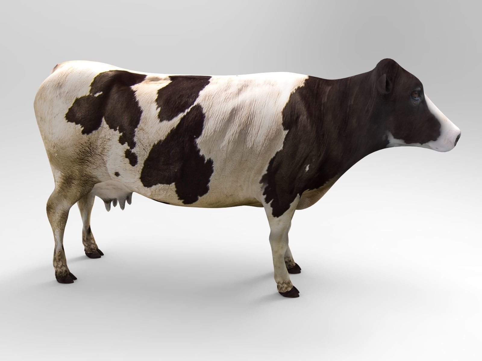 Cow Rigged cattle game ready low poly Low-poly 3D model_4