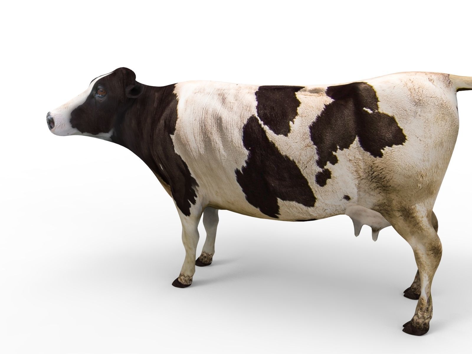 Cow Rigged cattle game ready low poly Low-poly 3D model_15